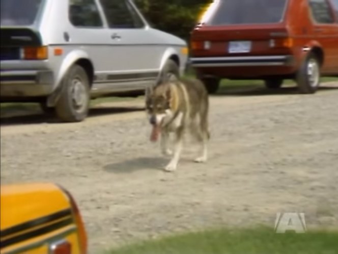 Volkswagen Rabbit I [Typ 17]