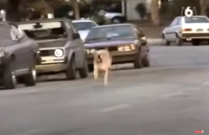 Volkswagen Rabbit I [Typ 17]