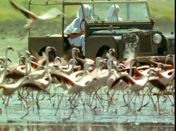 1956 Land-Rover 88'' Series I