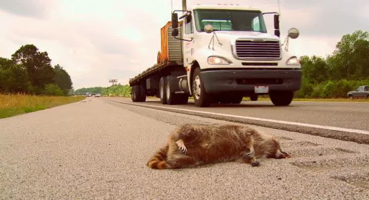 Freightliner Columbia