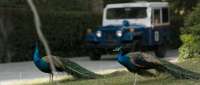 Click for details and comments about this vehicle 2107895